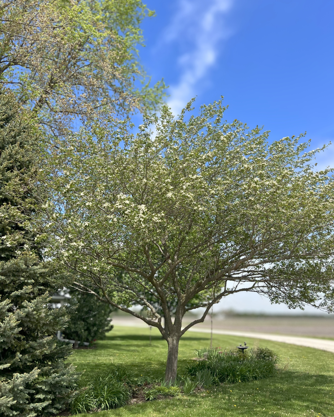 A mature Winter King Hawthorn in bloom in a front landscape.